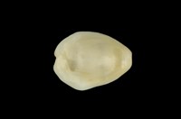 藏品(黃寶螺)的圖片